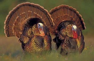 Turkey hunting tips