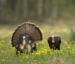 Defensive Wild Turkey Hunting