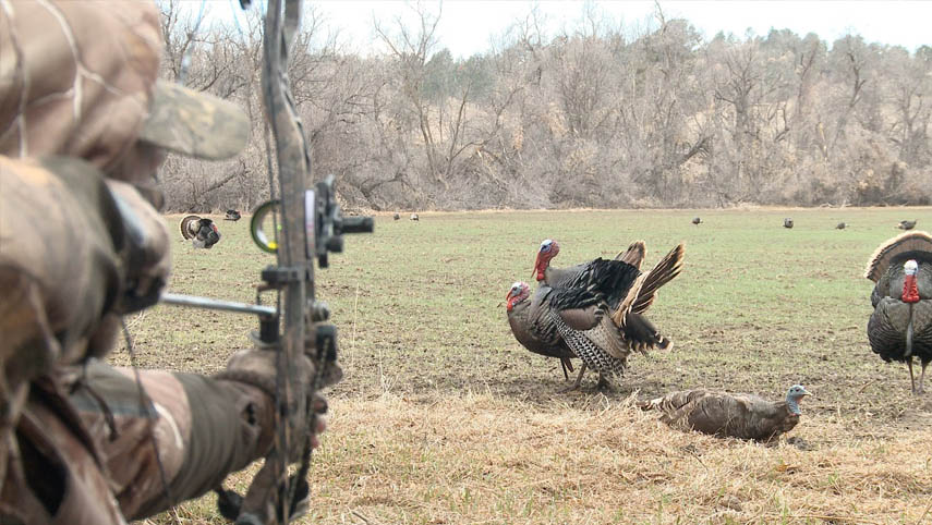 Bow hunting for Turkey