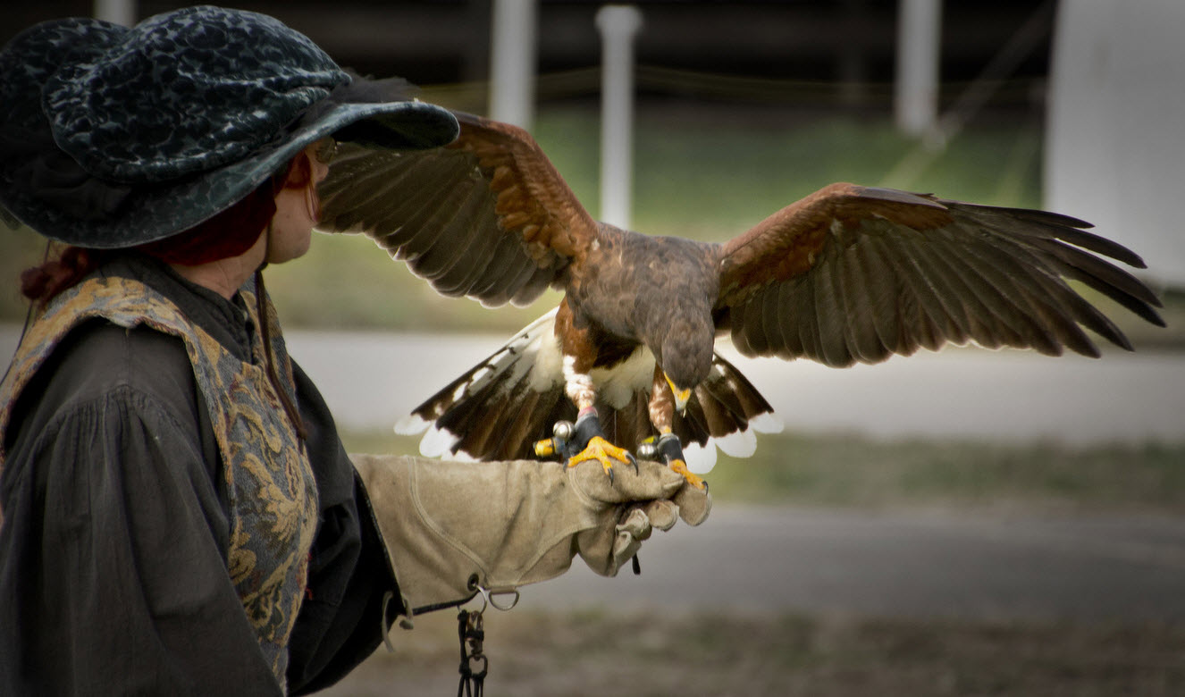 Falconry – The Only Guide You Need