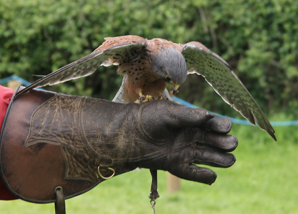 falconry glove - baby falcon on glove