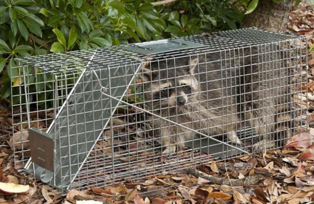 Trapping a Raccoon- Everything You Need to Know and More - RangerMade