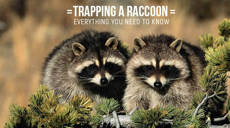 Trapping a Raccoon Everything You Need to Know