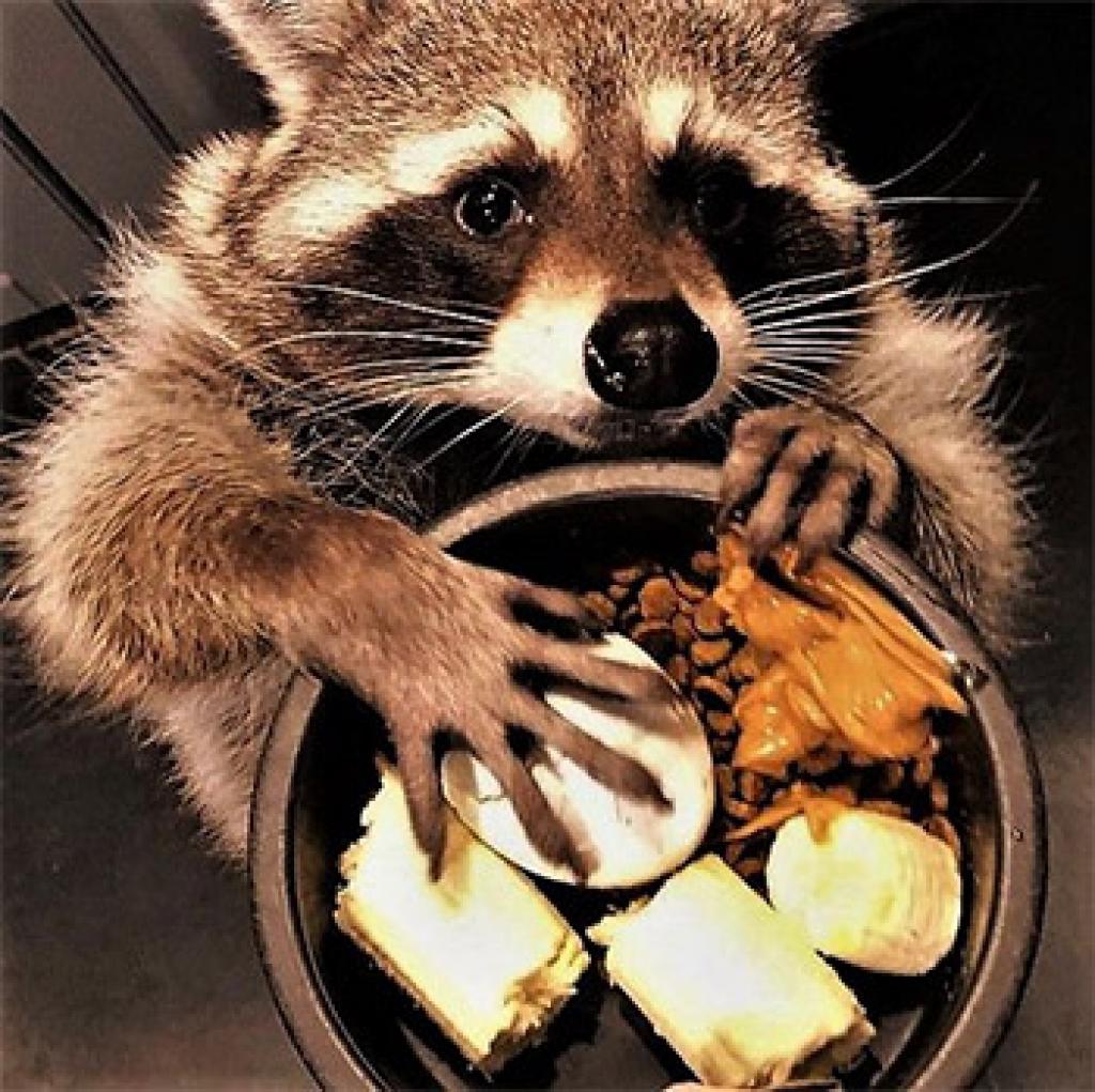 Trapping A Raccoon Everything You Need To Know And More Rangermade