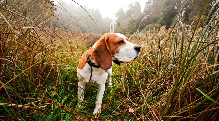 Why use dogs for rabbit hunting