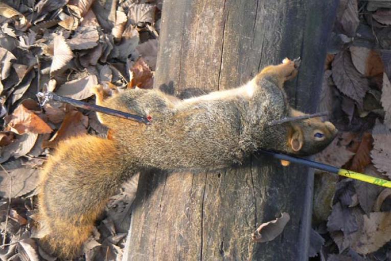 Bow Hunting Squirrels RangerMade