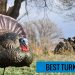 Best Turkey Decoy
