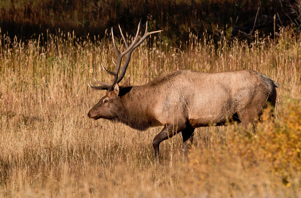 cost of elk hunting trip