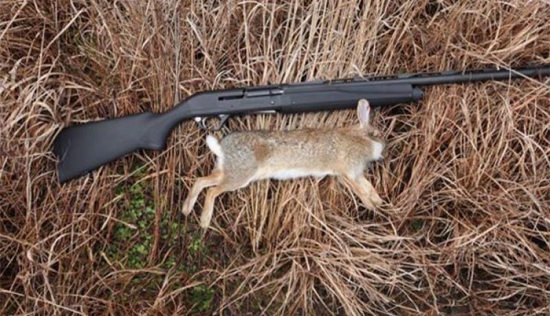 Rabbit Hunting- The Best Methods and 